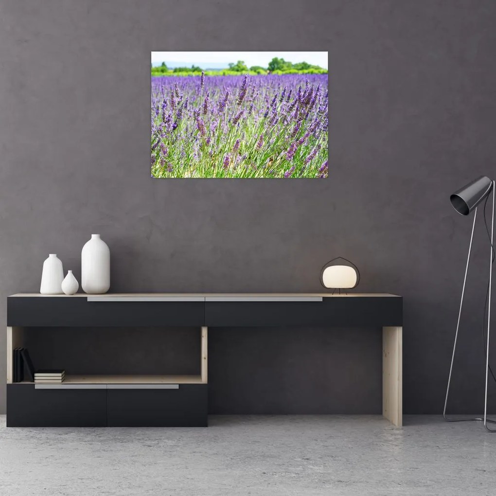 Obraz pola z lawendą (70x50 cm)