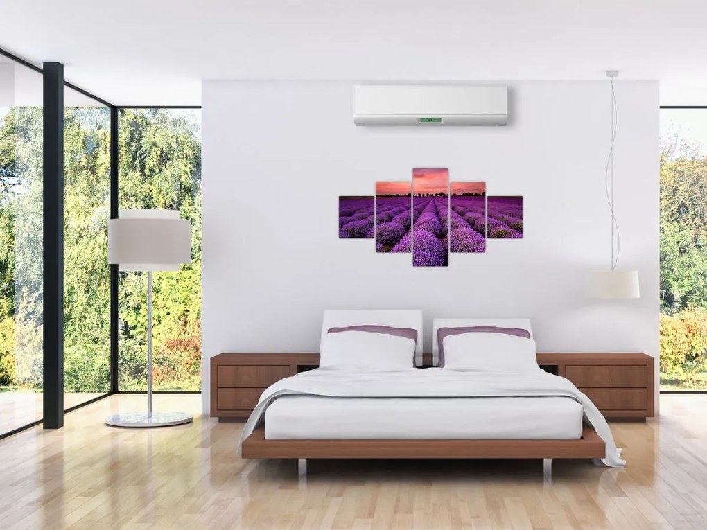 Obraz - Pole lawendy (125x70 cm)