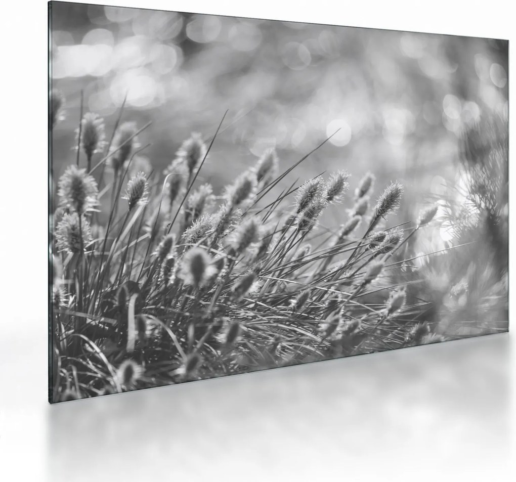 Obraz na szkle - Beżowa miękka trawa N⁰1 (70x50 cm)