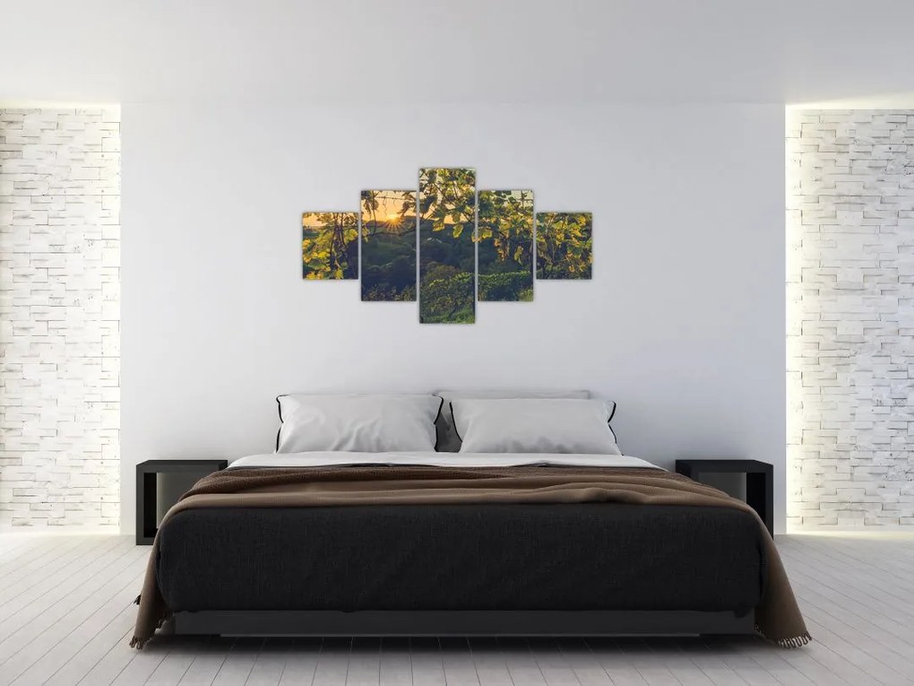 Obraz - Winnica (125x70 cm)