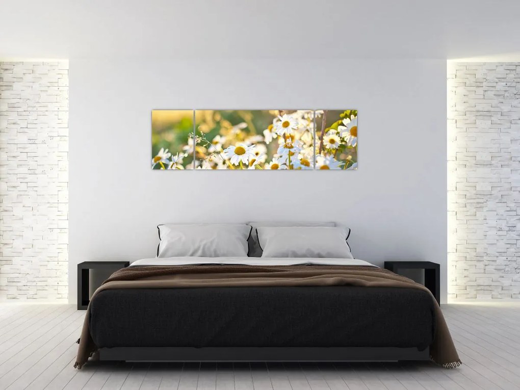 Obraz - Stokrotki (170x50 cm)