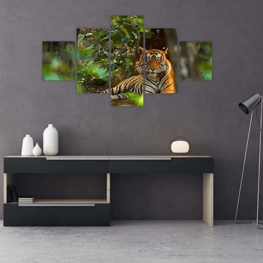 Obraz odpoczywającego tygrysa (125x70 cm)