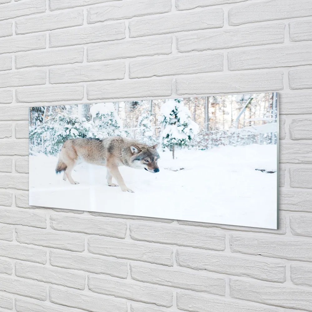Panel Szklany Wilk zima las
