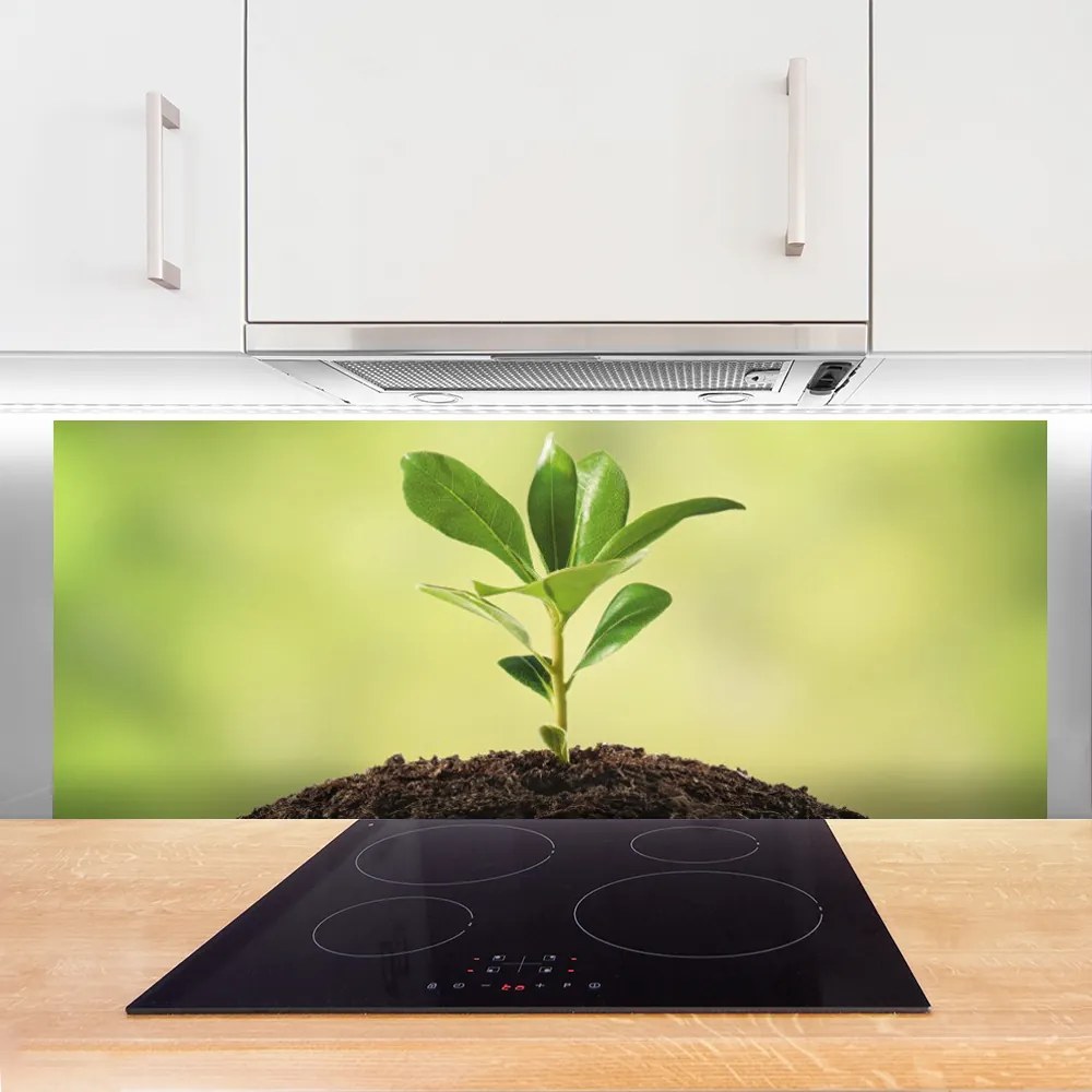 Szkło do Kuchni na Ścianę Narodziny Życia: Młody Pęd