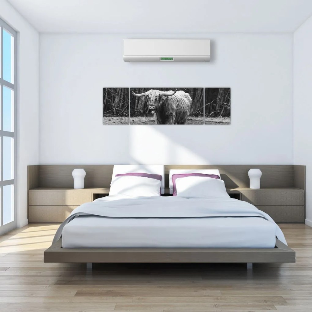 Obraz - Szkocka krowa 3, czarno - biały (170x50 cm)