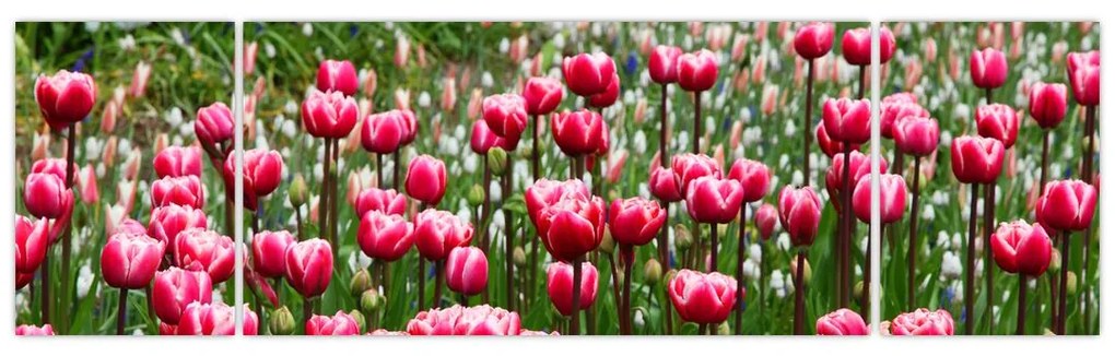 Obraz tulipanów (170x50 cm)
