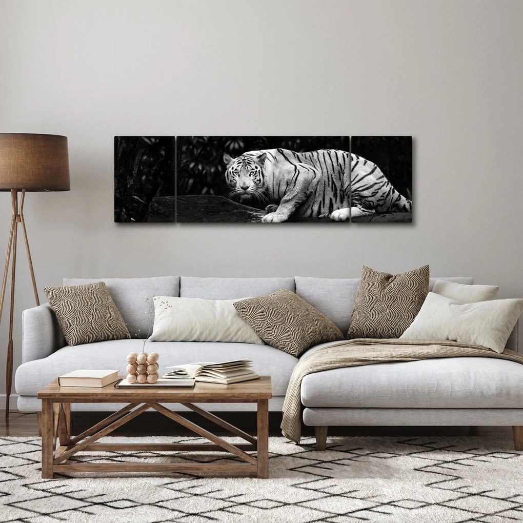 Obraz - Tygrys albinos, czarno - biały (170x50 cm)