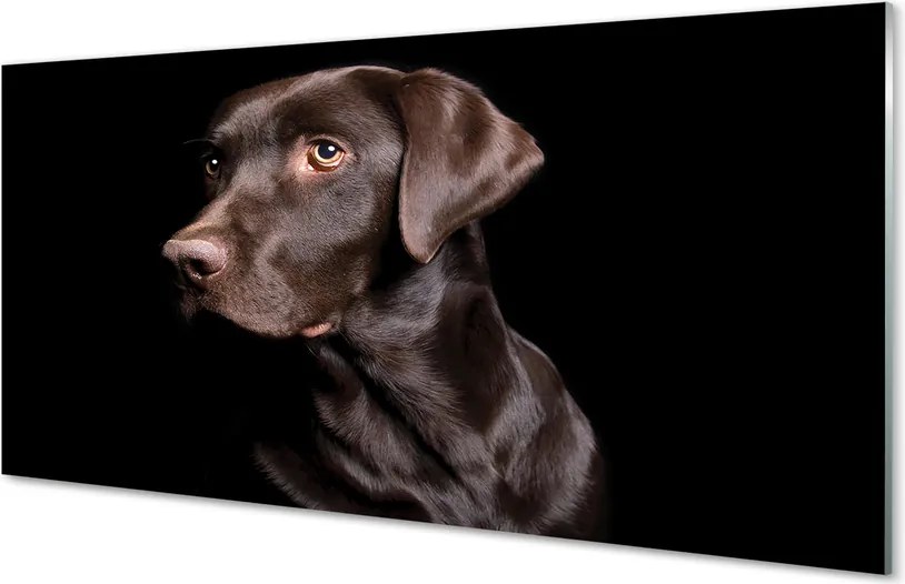 Panel szklany do Kuchni Wierny Brązowy Przyjaciel