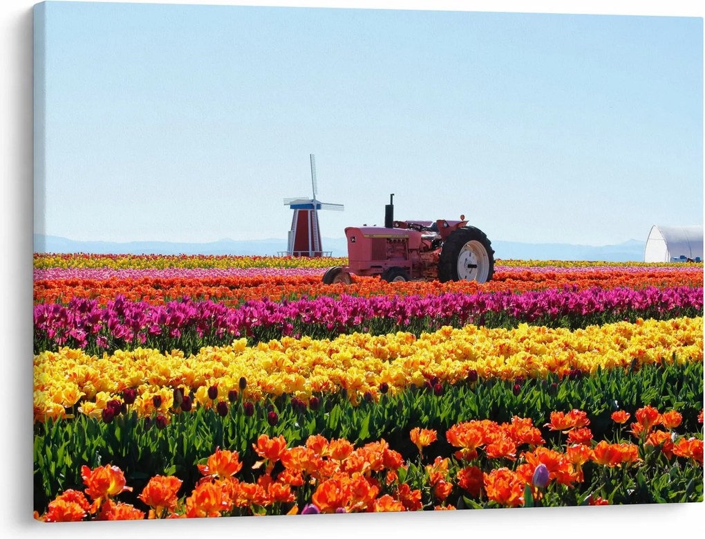 Obraz farmy tulipanów (70x50 cm)