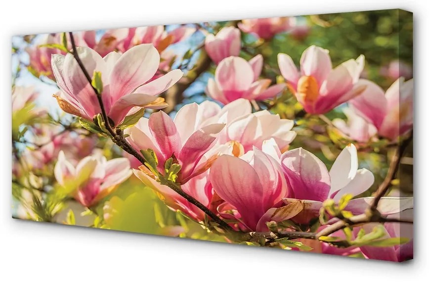 Fotoobraz na płótnie Różowa Magnolia