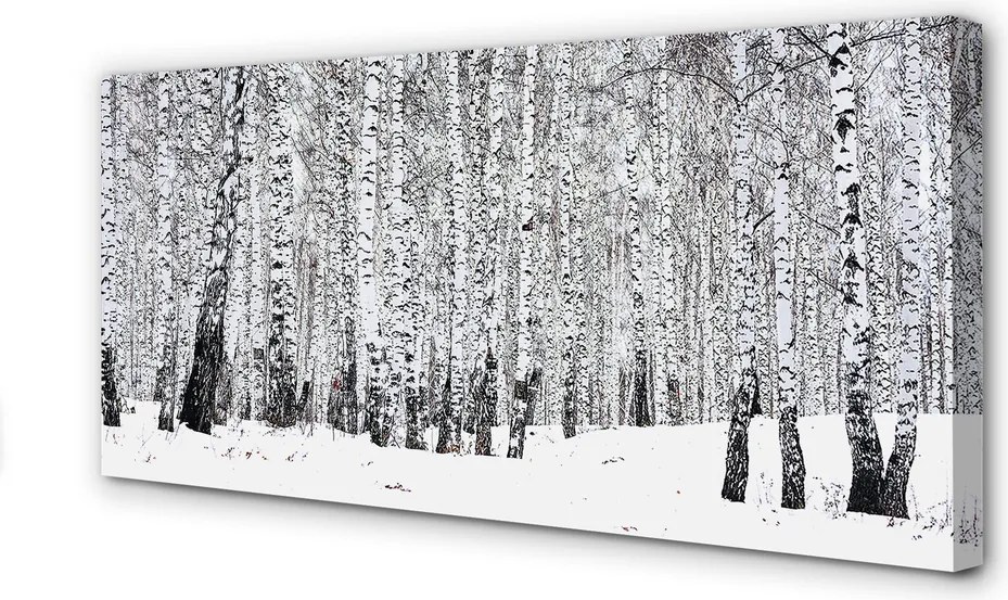 Fotoobraz na płótnie Zimowy Krajobraz z Brzozami