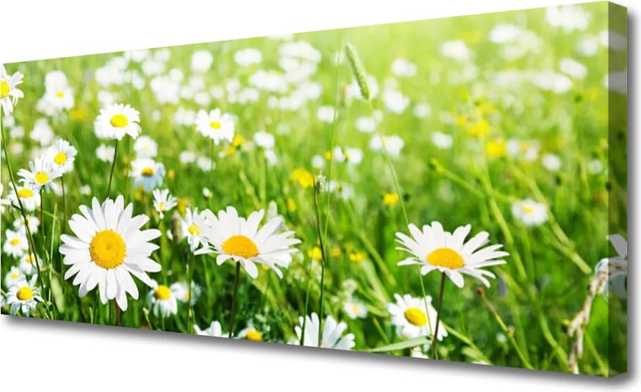 Obraz canvas na ścianę Biała Stokrotka w Detalu