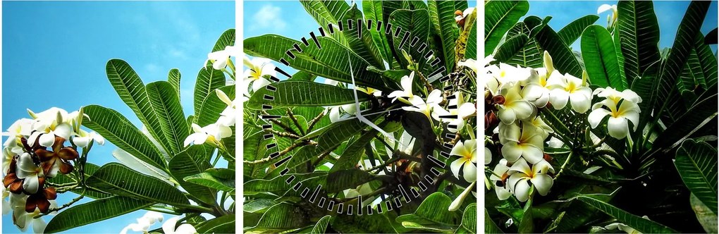 Obraz - Plumeria (z zegarem) (90x30 cm)