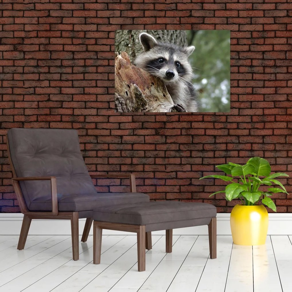 Obraz szopa pracza (70x50 cm)