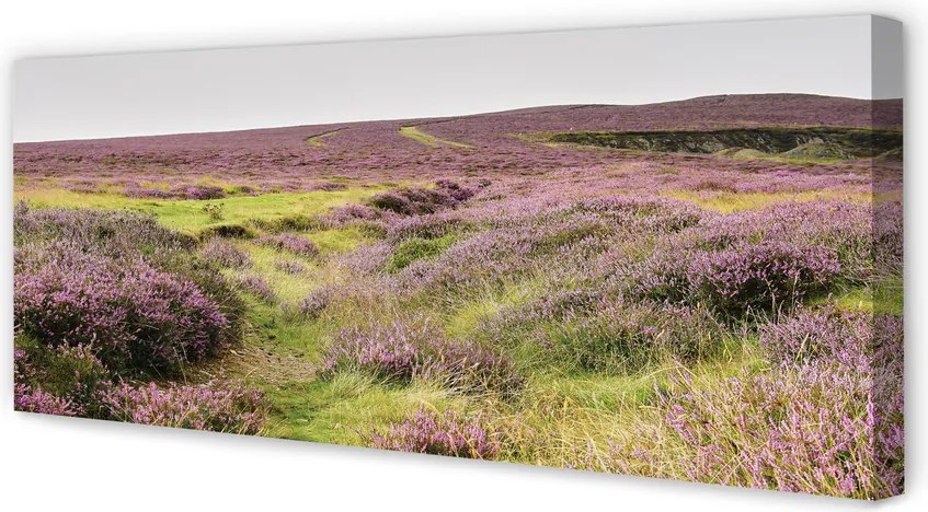 Obraz drukowany na płótnie Pole Wrzosów