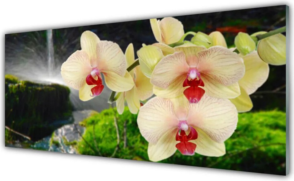 Panel Kuchenny Słońce Przebijające Przez Korony