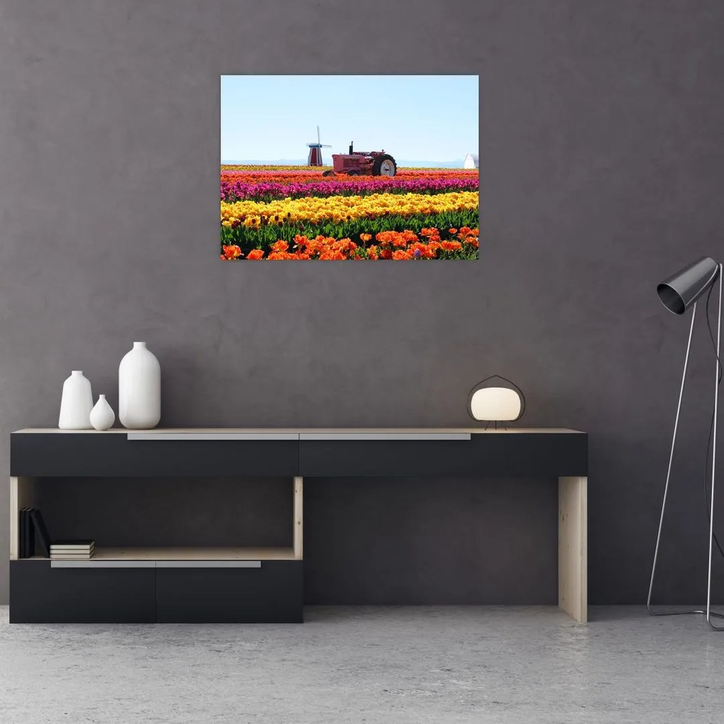 Obraz na szkle farmy tulipanów (70x50 cm)