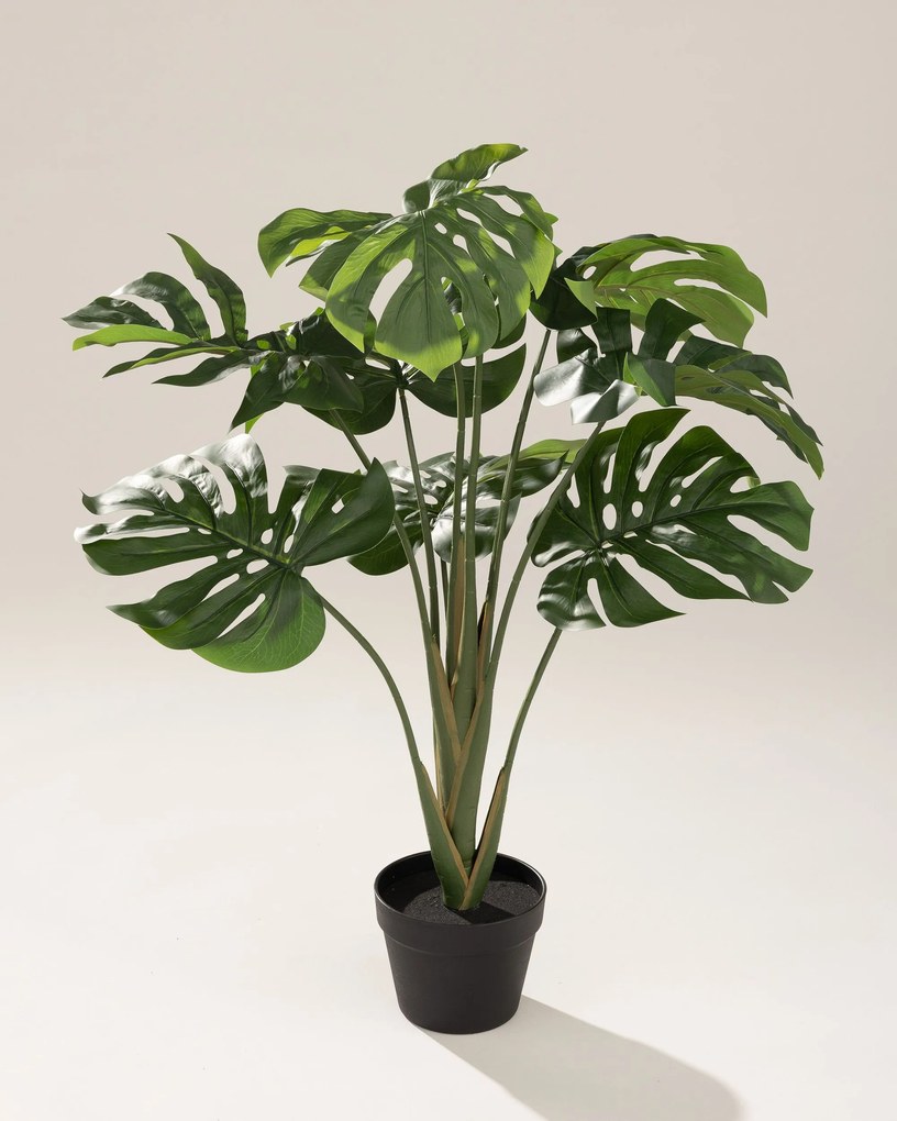 Monstera Mini w doniczce 90 cm
