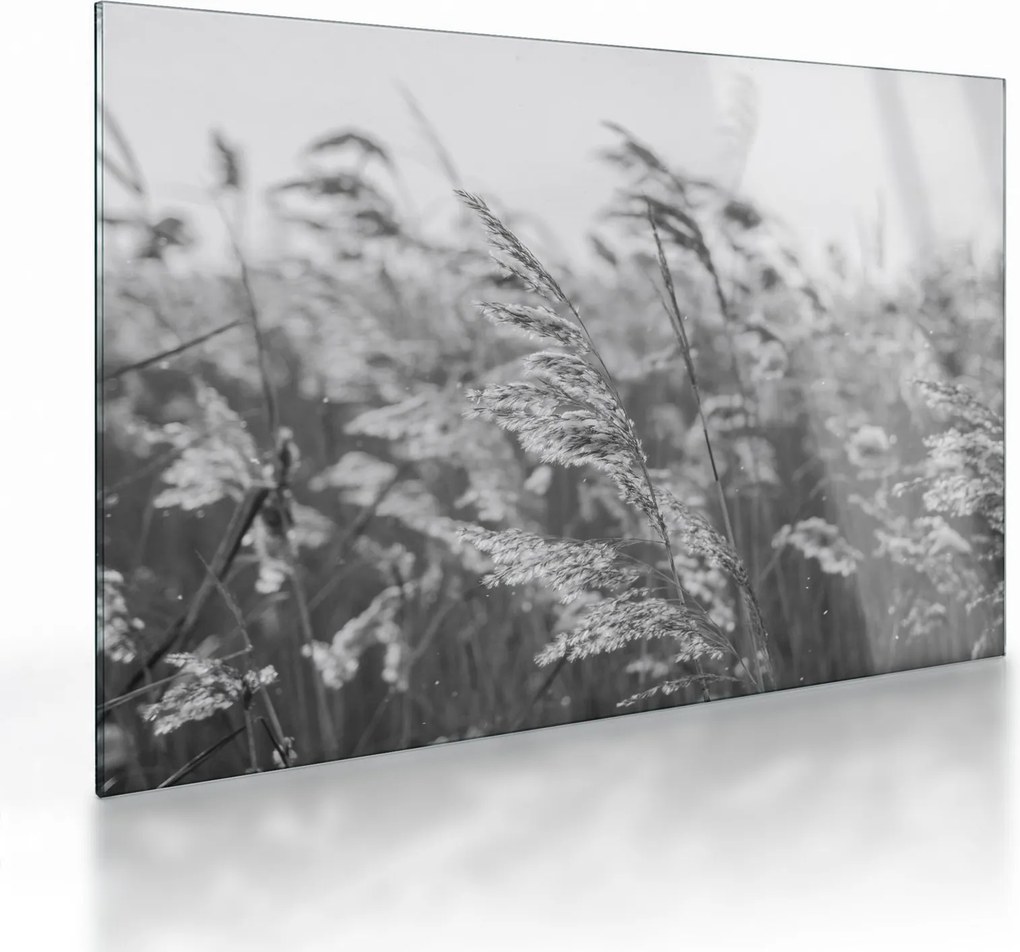 Obraz na szkle - Trawa na wietrze (70x50 cm)