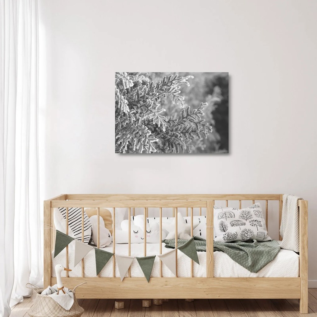Obraz na szkle - Las świerkowy (70x50 cm)