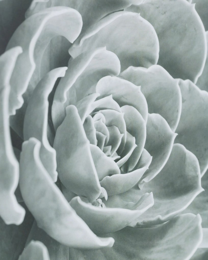 Obraz Succulents I 40x50cm