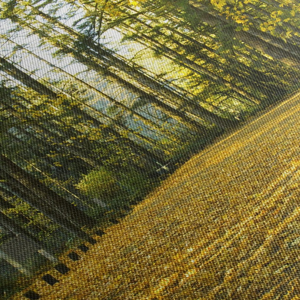 Obraz - las jesienią (125x70 cm)