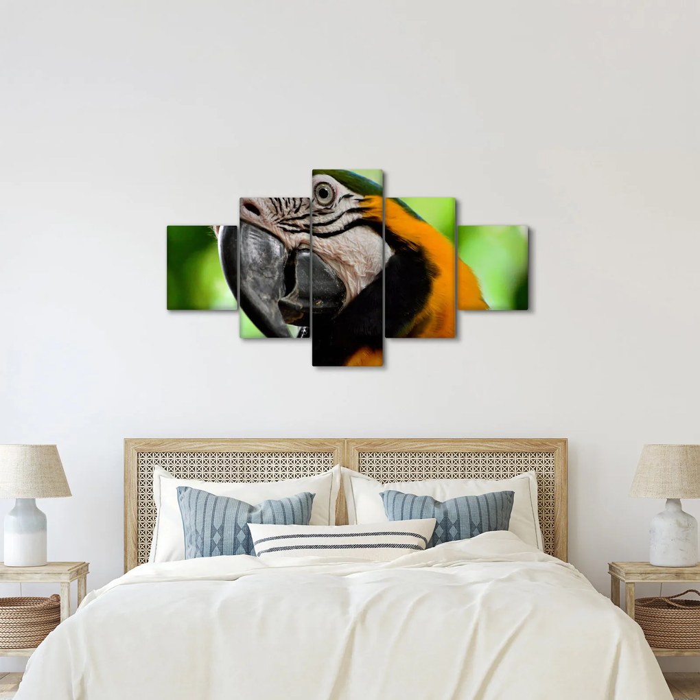 Obraz papugi (125x70 cm)