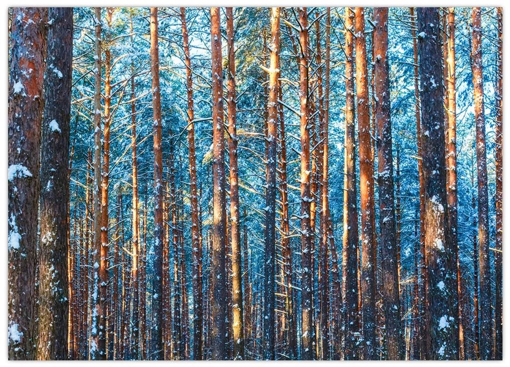Obraz na szkle - Zimowy las (70x50 cm)
