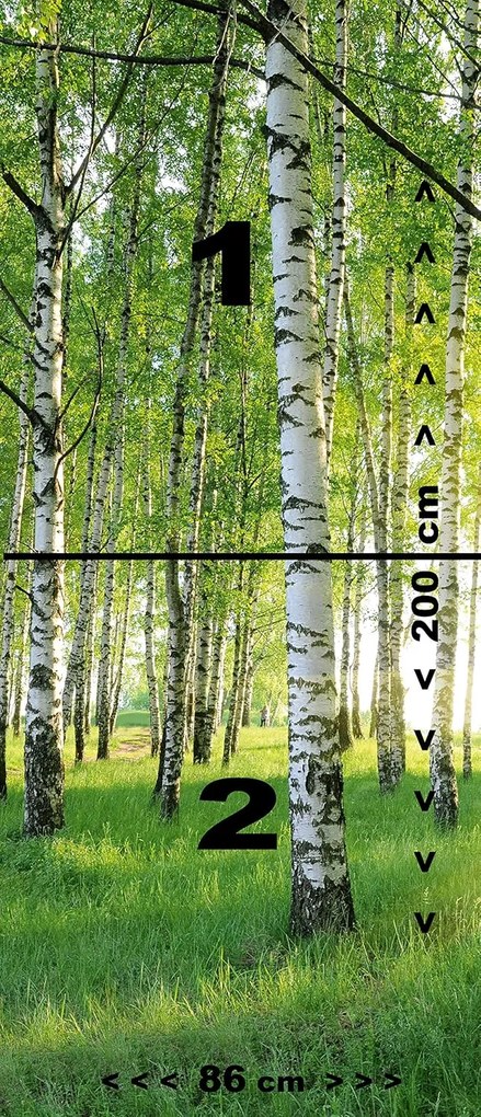 Fototapeta na drzwi BIRCH GROVE 86x200 cm