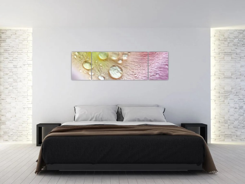 Obraz - Krople rosy (170x50 cm)