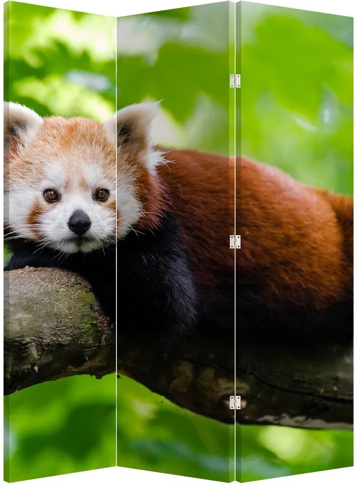Parawan - Panda czerwona (126x170 cm)
