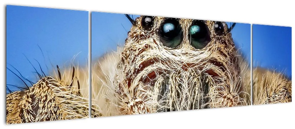 Obraz szczegółu pająka (170x50 cm)