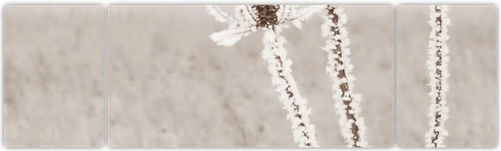 Obraz - Oset w zimie (170x50 cm)