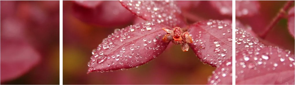 Obraz - Obraz biletu w trybie makro (170x50 cm)