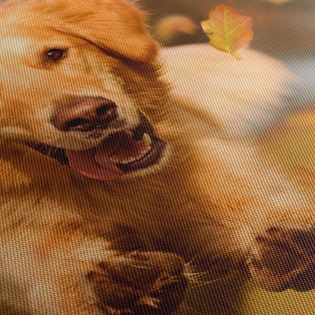 Obraz - Golden Retriever (70x50 cm)