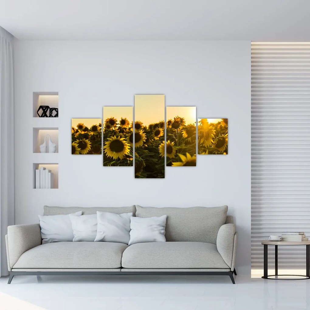 Obraz pola słoneczników (125x70 cm)