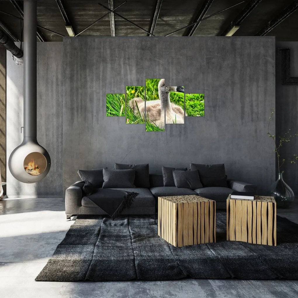 Obraz - mały łabędź w trawie (125x70 cm)