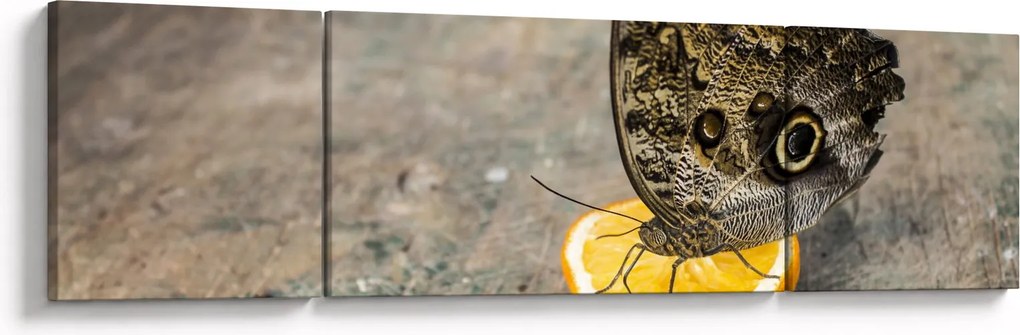 Obraz motyla (170x50 cm)