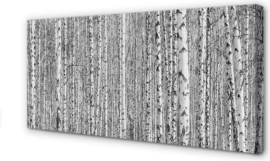 Obraz na płótnie Czarno-Biały Las