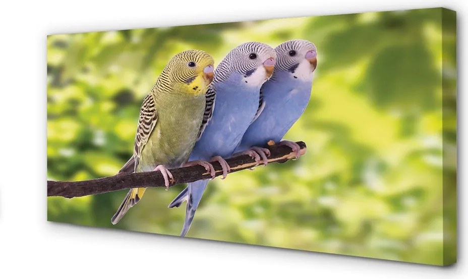 Zdjęcie na płótnie Papugi na Tropikalnej Gałęzi