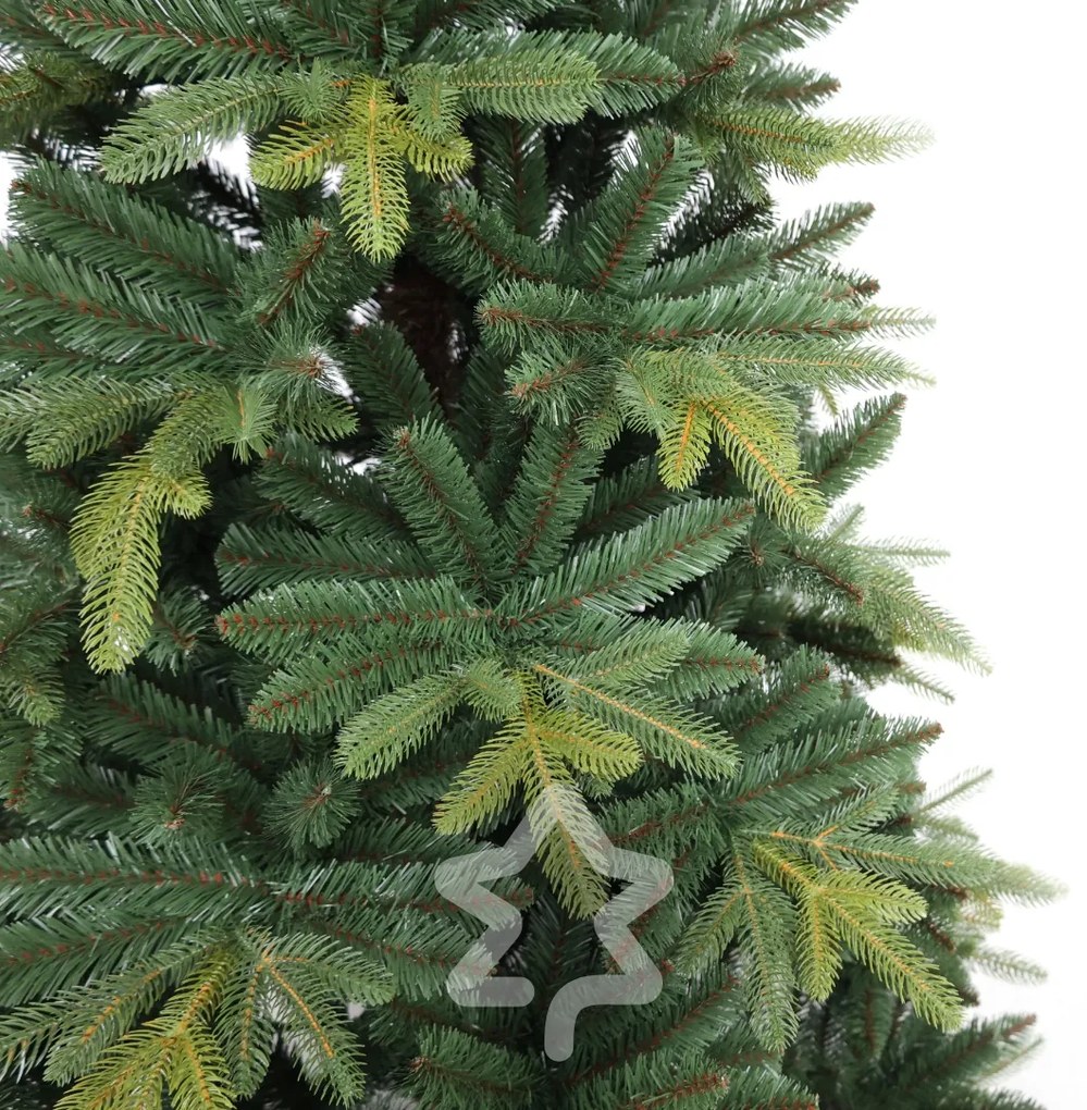 Jodła Kangri 150 cm