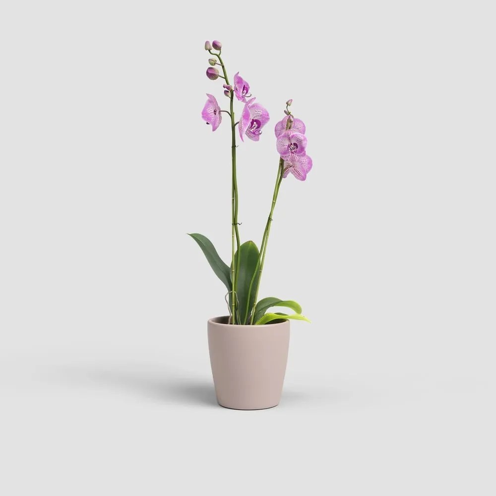 Ceramiczna doniczka ø 14 cm Thalia – Artevasi