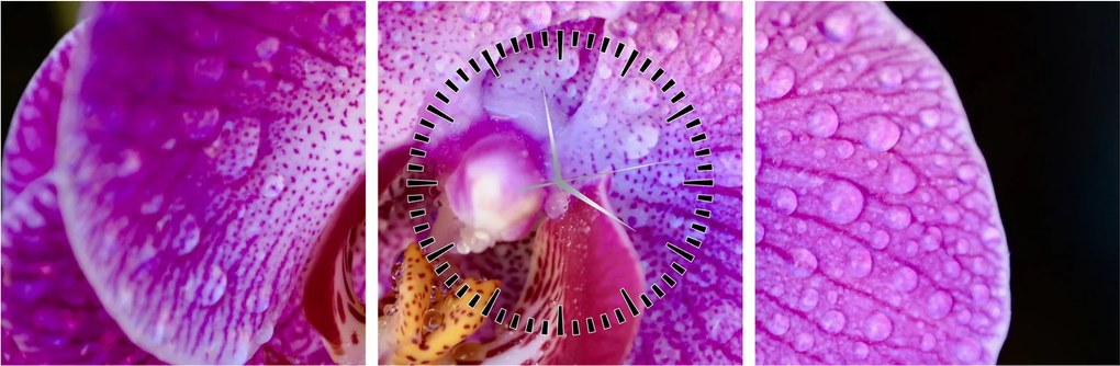 Zbliżenie kwiatu orchidei (z zegarem) (90x30 cm)