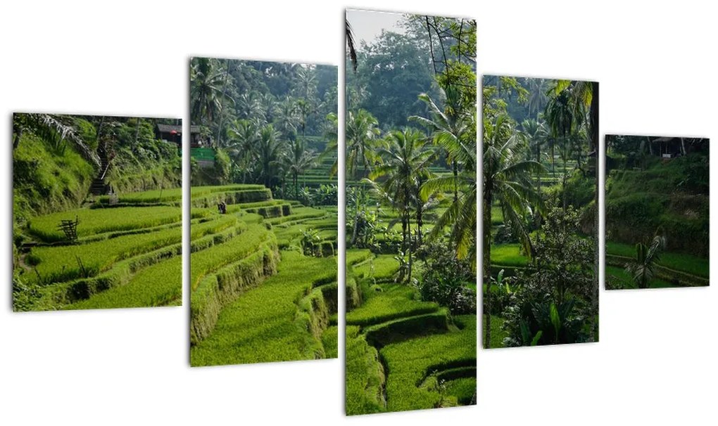Obraz tarasów ryżowych Tegalalang, Bali (125x70 cm)