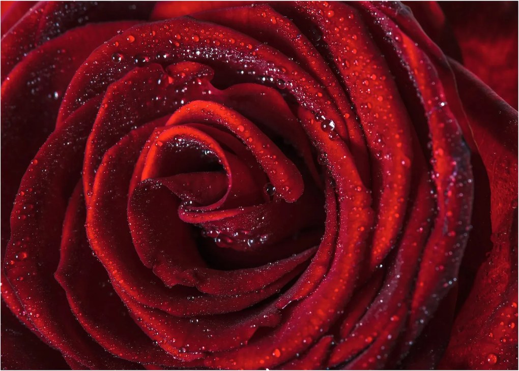 Obraz na szkle - Czerwona róża z kroplami rosy (70x50 cm)