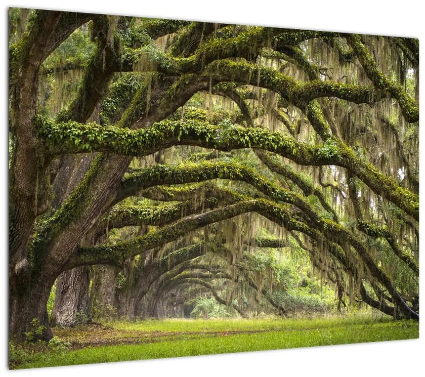 Obraz na szkle - Oaks Avenue, Charleston, Karolina Południowa, USA (70x50 cm)