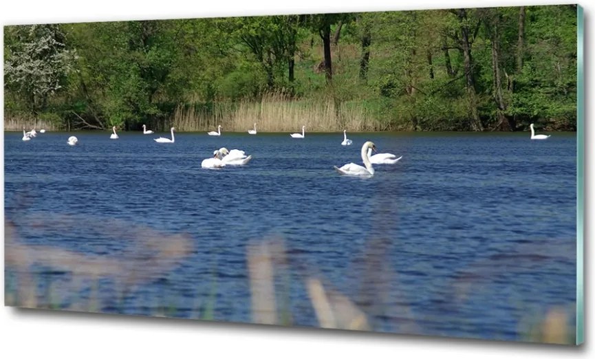 Foto-obraz szkło hartowane Białe łabędzie