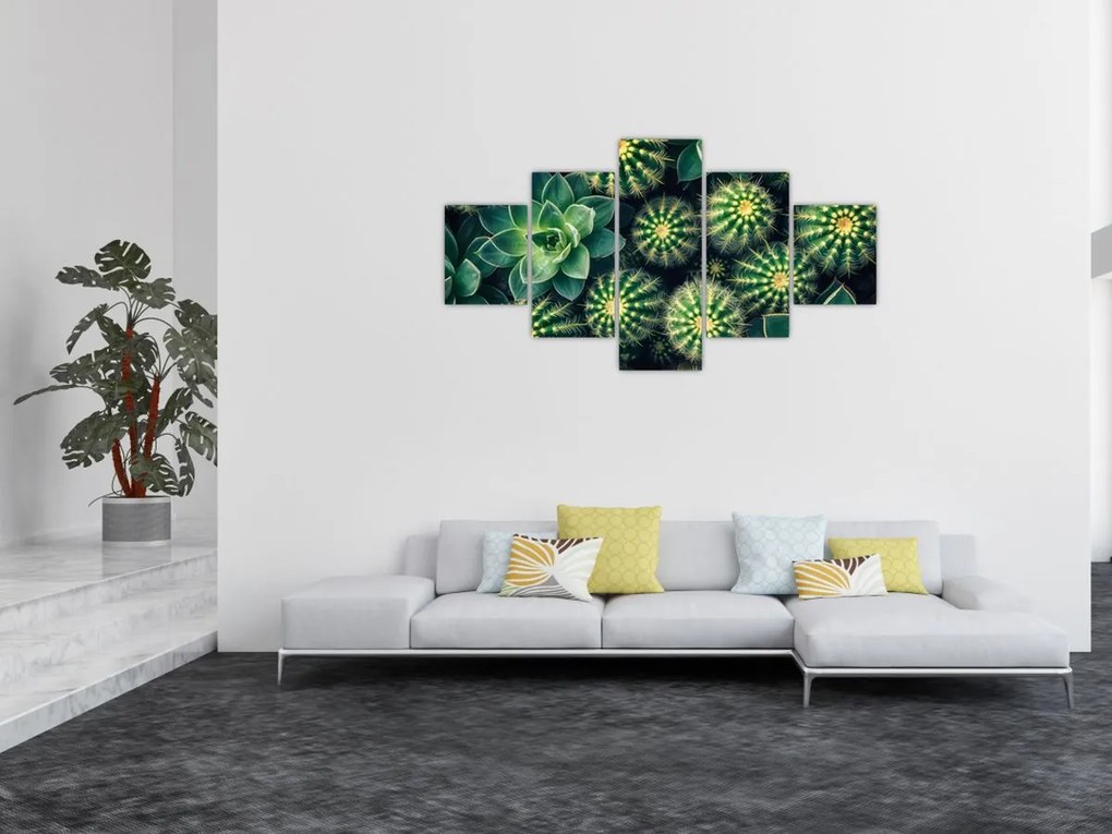 Obraz - Kaktusy (125x70 cm)