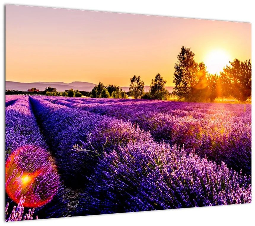 Obraz na szkle - lawendowe pole (70x50 cm)