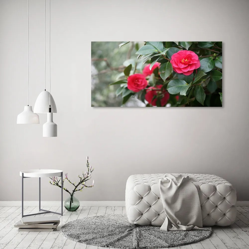 Foto obraz canvas Kamelia